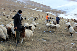 Çocuk Çobanlar Hayalleri İçin Ders Çalışıyor