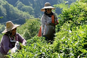 Türk Çayından Büyük Atılım