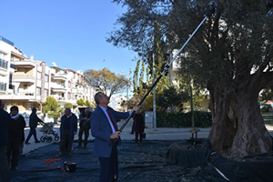 1000 Yıllık Zeytin Ağacının Etrafında Birleştiler