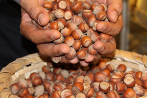 Fındıkta Alan Bazlı Gelir Desteği Başvuru 30 Aralık Cuma Günü Sona Eriyor