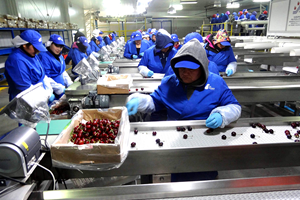 Gıda İhracatçıları Hava Kargo İstiyor