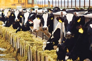 Şekerbank Tarım ve Hayvancılık Kredisi Şartları