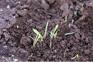 Yağışlar Urfalı Çiftçilerin Yüzünü Güldürdü