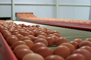 Yumurta Üreticilerinden KDV İndirimi Talebi