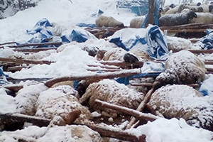 125 Küçükbaş Hayvan Telef Oldu