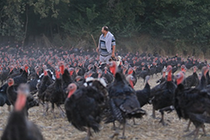 Türkiye Hindi Eti Yemiyor Ama Satıyor