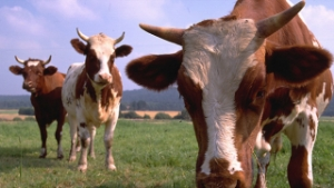 Hayvanların Konforlu Yolculuğu 2017 Sonuna Ertelendi