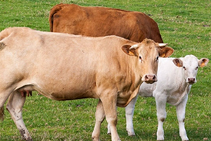 DAP ve KOP un Faaliyet Alanındaki İl Sayısı Arttı