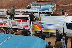 Genç çiftçilere 600 Büyükbaş Hayvan Teslim Edildi