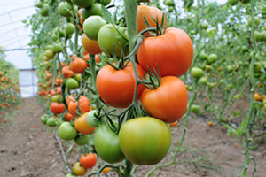 Soğuklar Domatesin Fiyatını Yüzde 50 Arttırdı