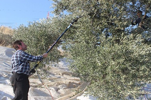 Kuraklık Zeytini Vurdu