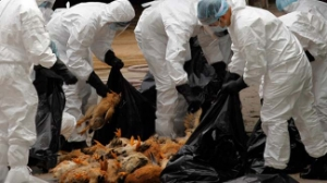 Fransa da Kuş Gribi Hızla Yayılıyor