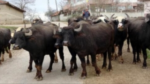 Sütünün Litresi 10 Lira Ama Ara Ki Bulasın