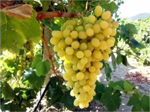 Ege den Dünyaya Kiraz Ve Üzüm İhraç Edilecek