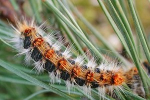 Çam Kese Tırtılında Mücadele