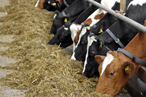 Hedef 79 9 Milyon Ton Kaba Yem