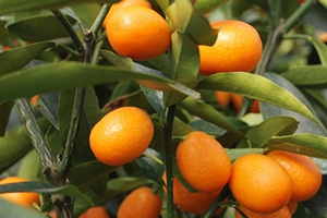 Kur Kaynaklı Maliyet Artışı Can Yakmaya Başladı