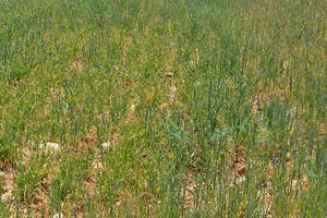 Kuraklık Üreticiyi Tedirgin Ediyor