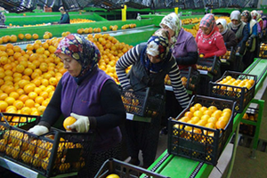 Rusya ya Narenciye İhracatı Başladı