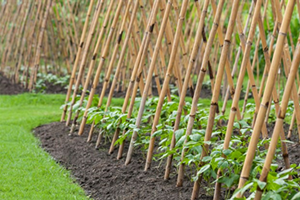 Toprak ve Baklagiller Bir Yaşam Ortaklığı