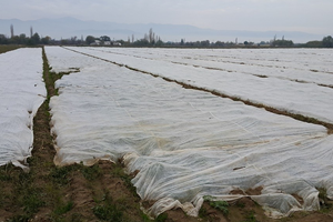 Patates Üreticisinin Soğuk Tedirginliği