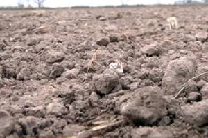 Şiddetli Kuraklık İç Bölgelerde Devam Etti