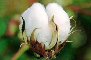 4 Ulusal Pamuk Zirvesi 16 Aralık ta