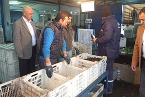 Zeytinde Teknoloji Devri