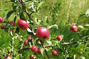Elmalar Ağaçta Kaldı