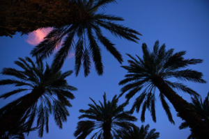 İsrail Tarımda Ne Yapıyor