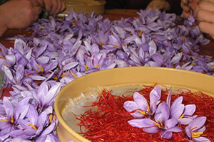 Kadın Eliyle Safran