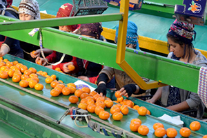 Seferihisar Mandalinası Moğolistan Yolunda