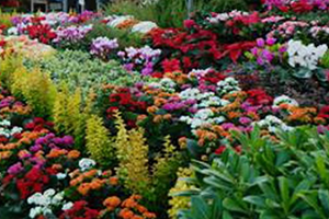 En Çok Karanfil Gerbera ve Gül Üretildi