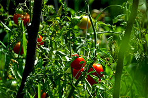 Antalya Çiftçisinin Kulağı Rusya dan Gelecek İyi Haberde