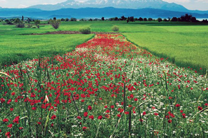 Bitkilerin Sağlığını Yerli Ajan Koruyacak