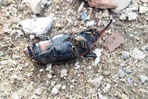 Kırmızı Palmiye Böceği Ege ve Akdeniz i Sardı