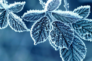 Meteorolojiden 4 İl İçin Zirai Don Uyarısı