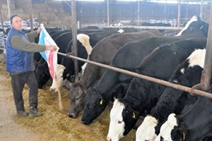 53 TL Olan Yem Fiyatları Süt Üreticisini Düşündürüyor