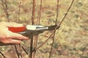 Bağ Budamı Başladı