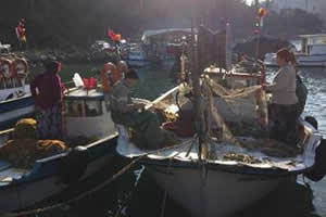 Karadeniz de 14 Yeni Balık Türü