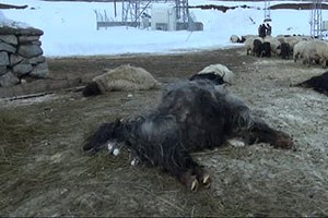 Başıboş Köpekler Sürüye Saldırıp 12 Koyunu Telef Etti