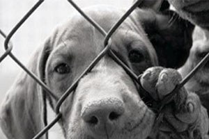 Hayvan Hakları İhlalerine 1 Milyon 250 Bin Lira Ceza