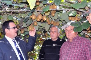 Kivi Üreticileri Yalova da Arazi Bulamıyor