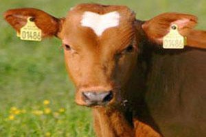 Küpeleme Protokolü İmzalandı