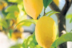 Fiyatı Fırlayan Limona Hırsızlar Dadandı