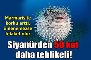 Marmaris Kıyılarında Balon Balığı Tehlikesi