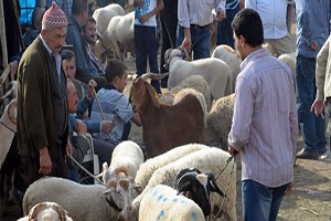 Şap Salgını Sona Erdi İnegöl Hayvan Pazarı Açılıyor