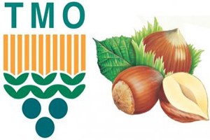 Ziraat Odaları TMO nun Fındık Alımı Yapmasını İstiyor