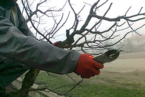 Çerkeşli Genç Çiftçiler İmece Usulu Şeftali Ağaçlarında Budama Yaptılar