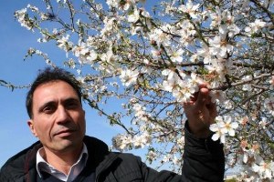 Mersin deki Badem Ağaçları Çiçek Açtı